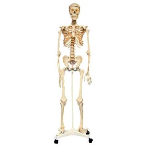 56cm (22”) Visible Female Anatomy Kit